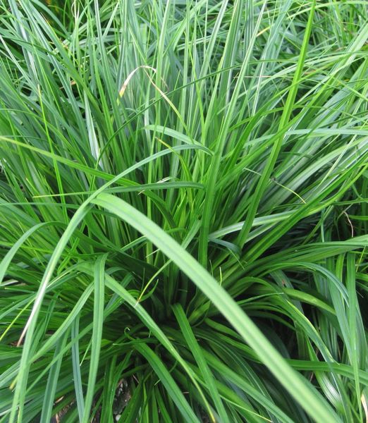 Carex oshimensis 'Evergreen'